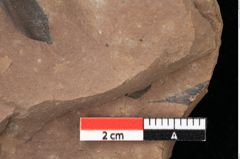Foto (Detailansicht) von Pinus palaeostrobus Ettingshausen (NHMW-GEO-2024-0188-0196)